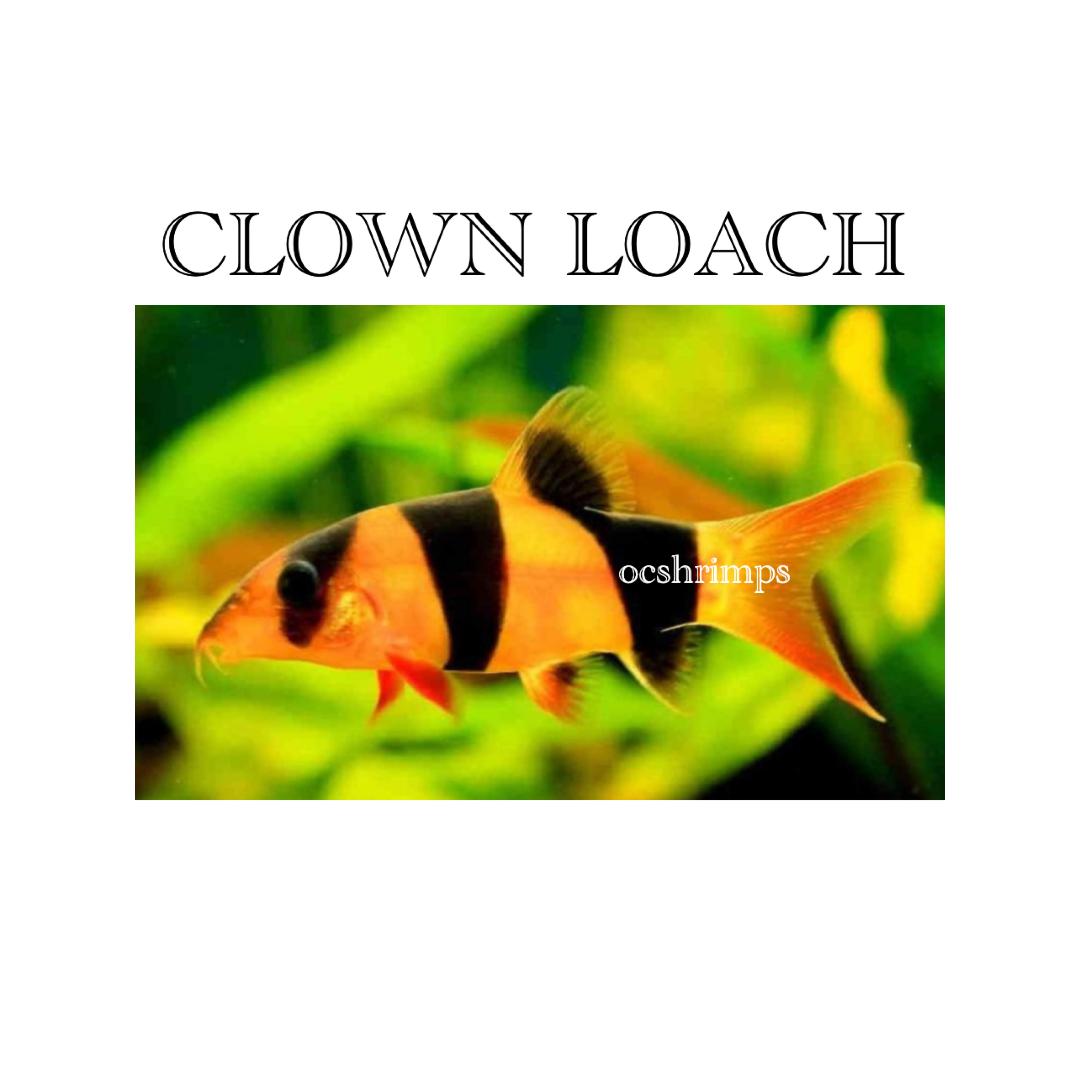 clown-loach