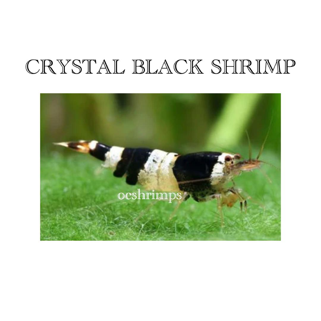 crystal-black-shrimp