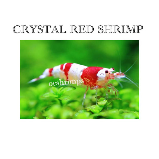 crystal-red-shrimp