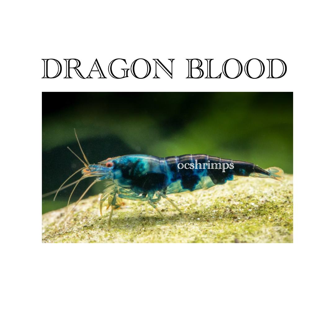 dragon-blood-shrimp