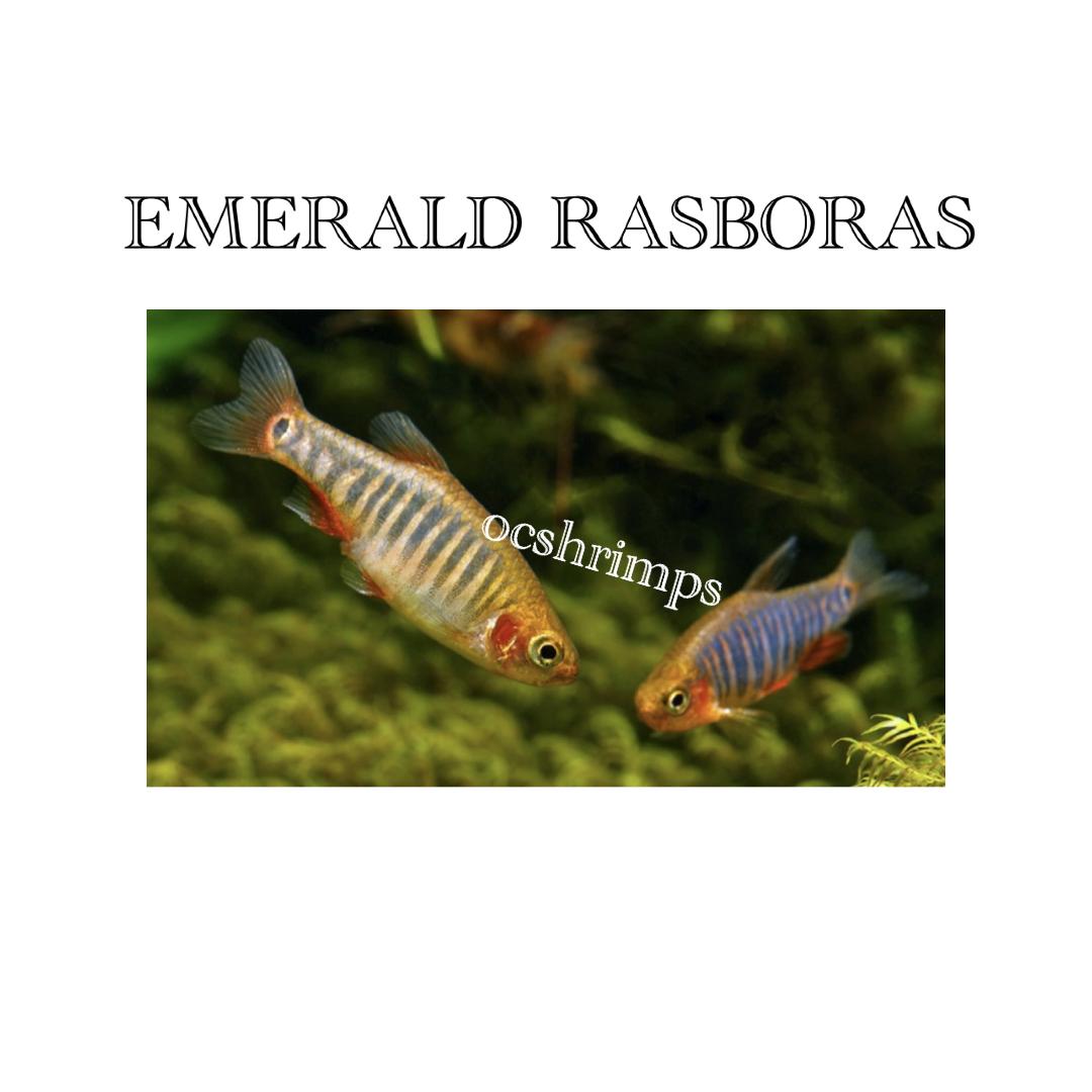 emerld-rasboras