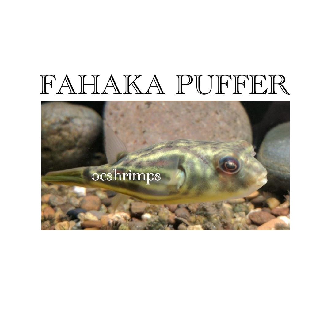 fahaka-puffer