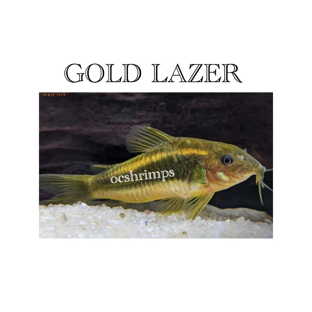 gold-lazer-corydoras