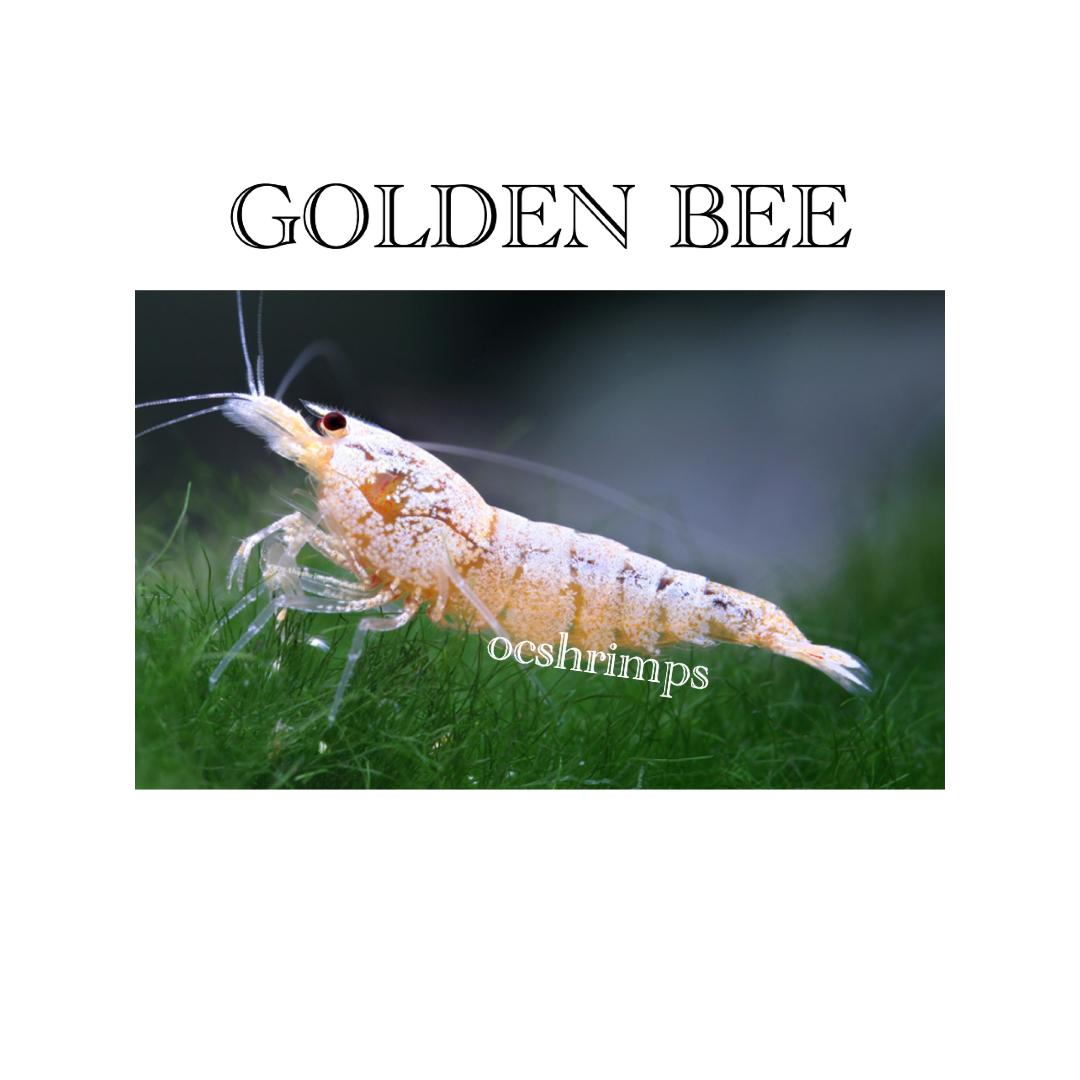 golden-bee-shrimp