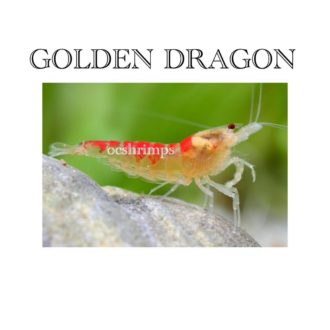 golden-dragon-shrimp