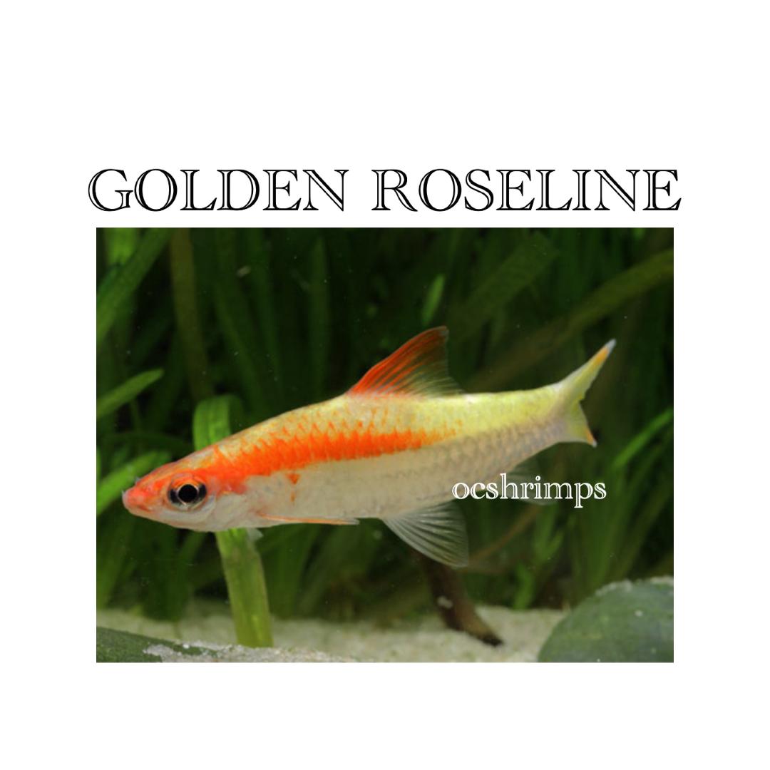 golden-roseline-shark