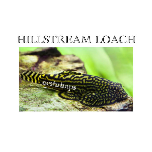 hillstream-loach