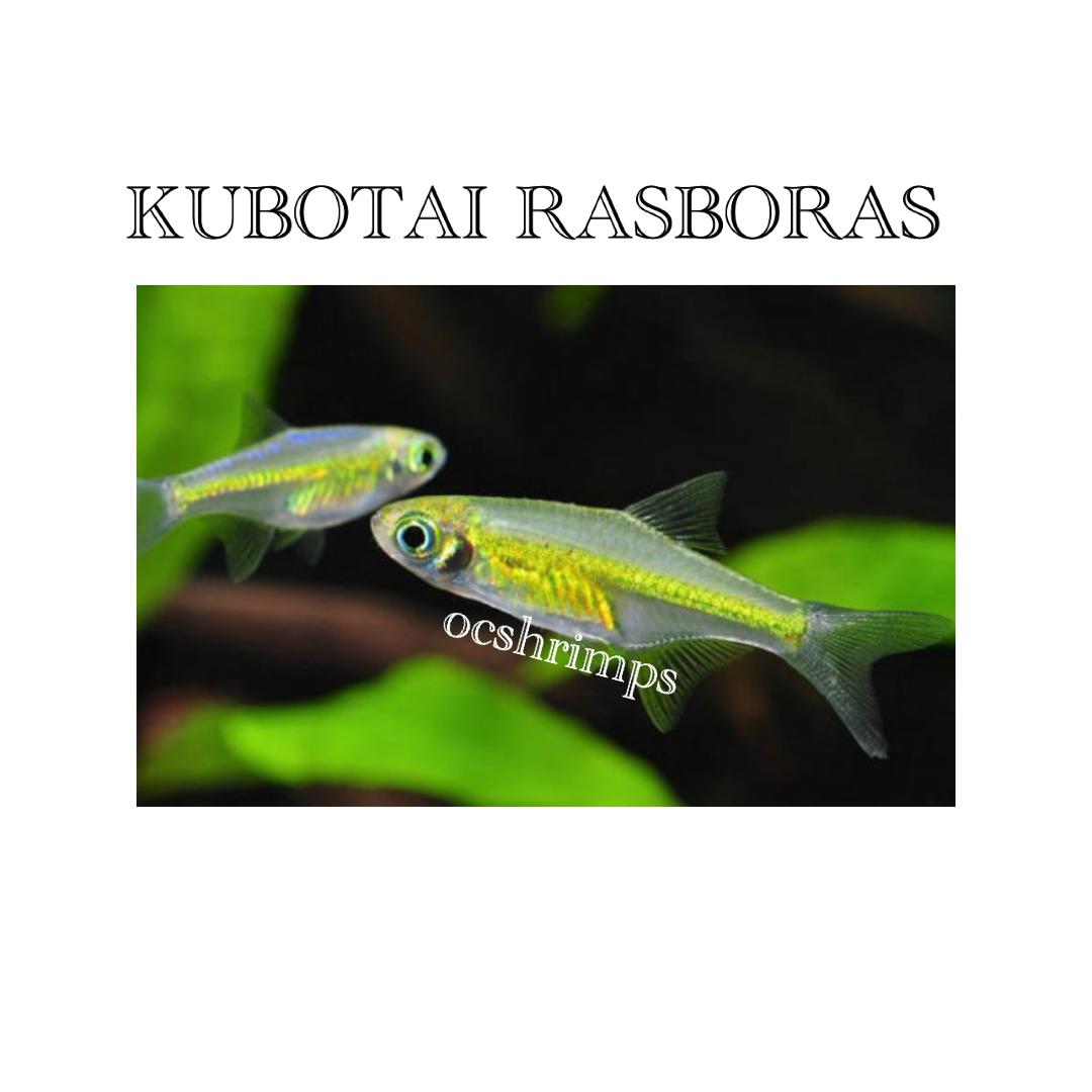 kubotai-rasboras