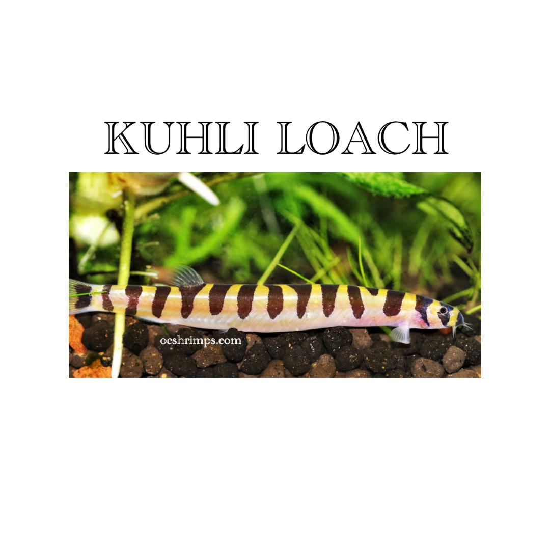 kuhli-loach