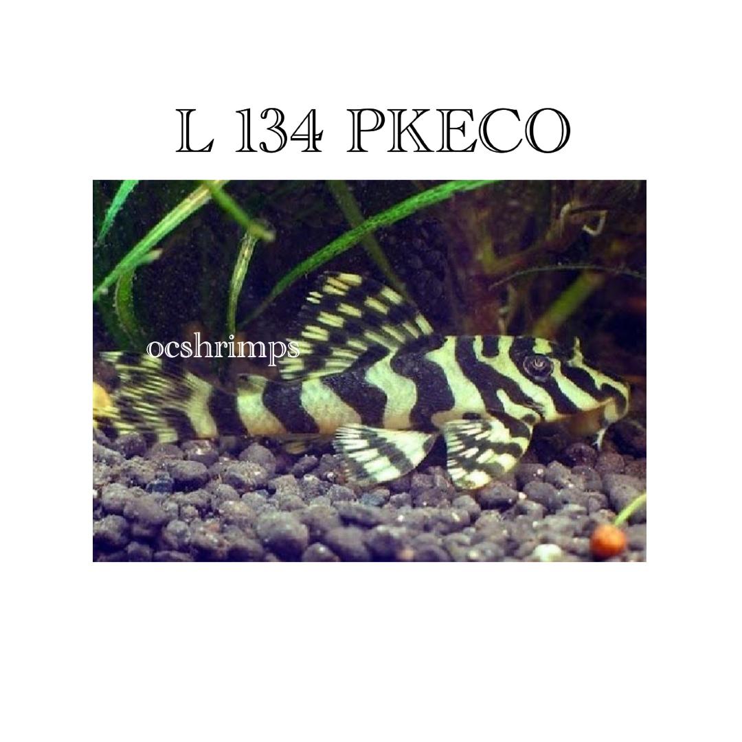 leopard-frog-pleco