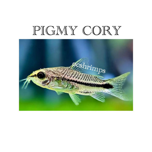 pigmy-corydoras