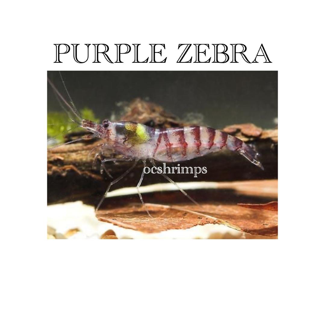 purple zebra shrimp