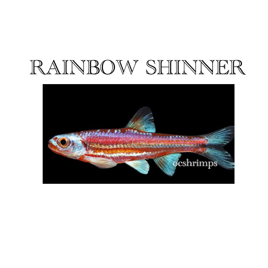 rainbow-shinner