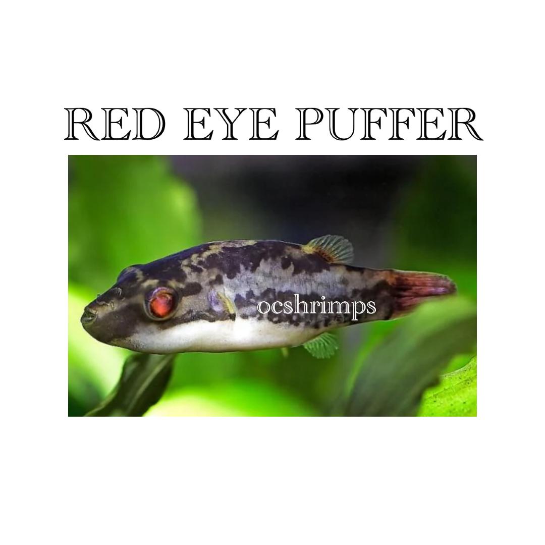 red-eye-puffer