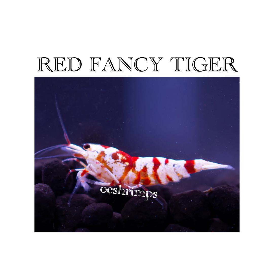 red-fancy-shrimp