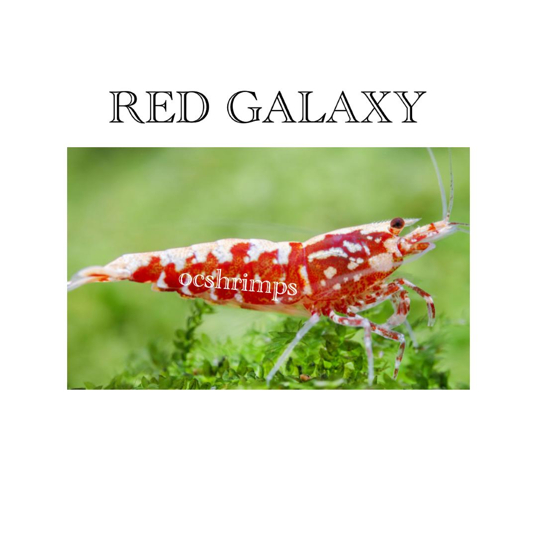 red-galaxy-shrimp