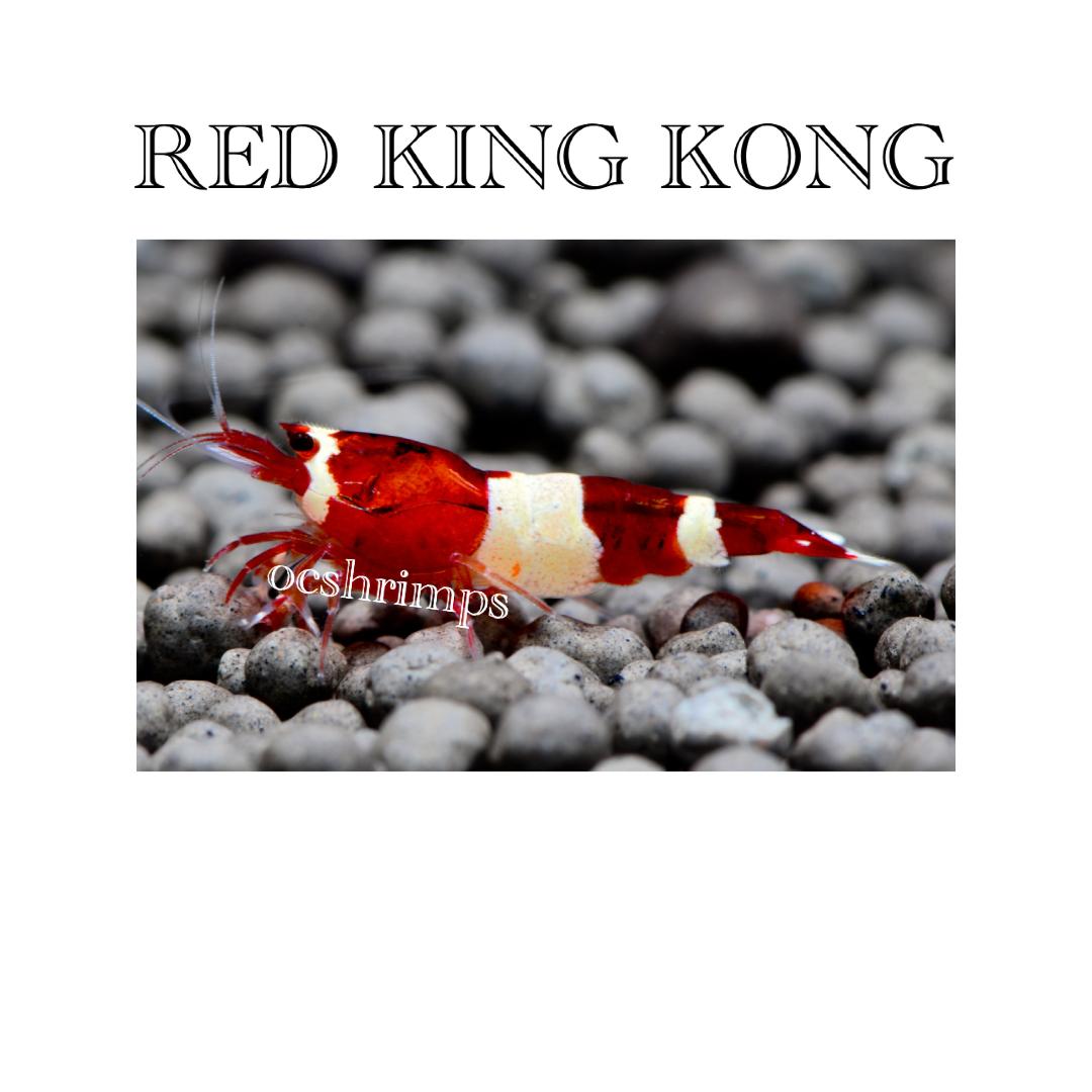 red-king-kong-shrimp