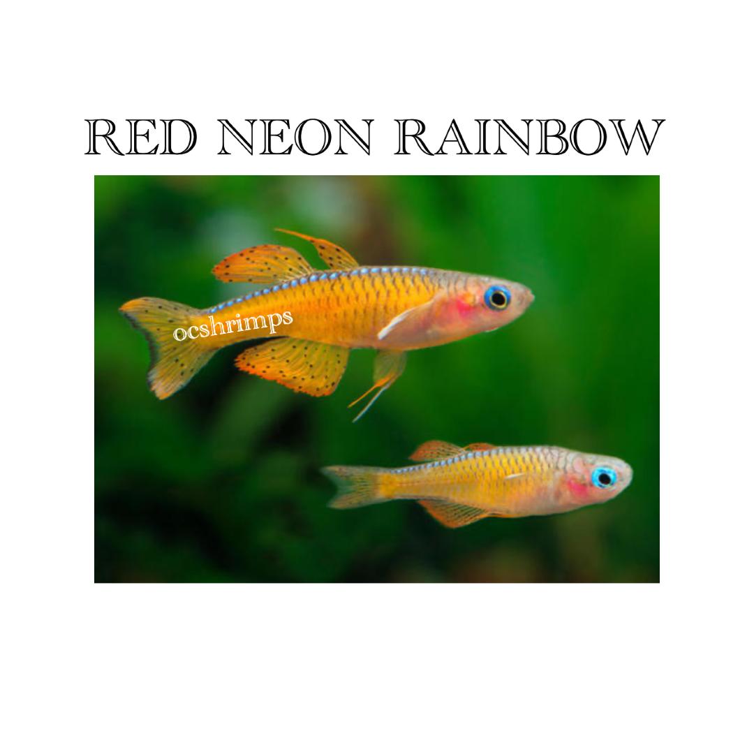 red neon rainbow