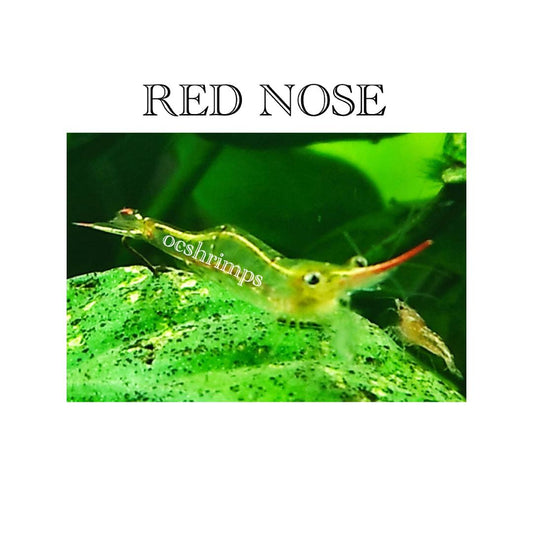 red-nose-shrimp 