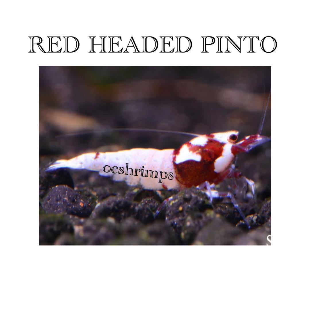 red pinto shrimp