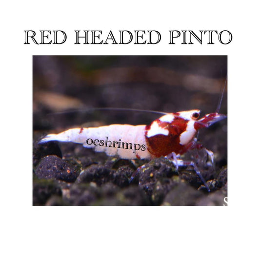 red pinto shrimp