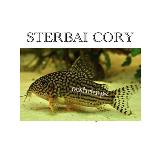 sterbai-corydoras