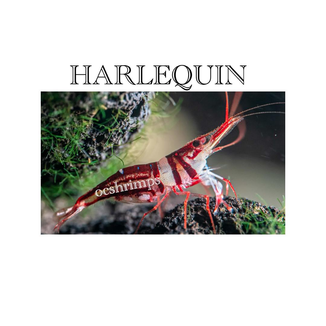 sulawesi-harlequin-shrimp