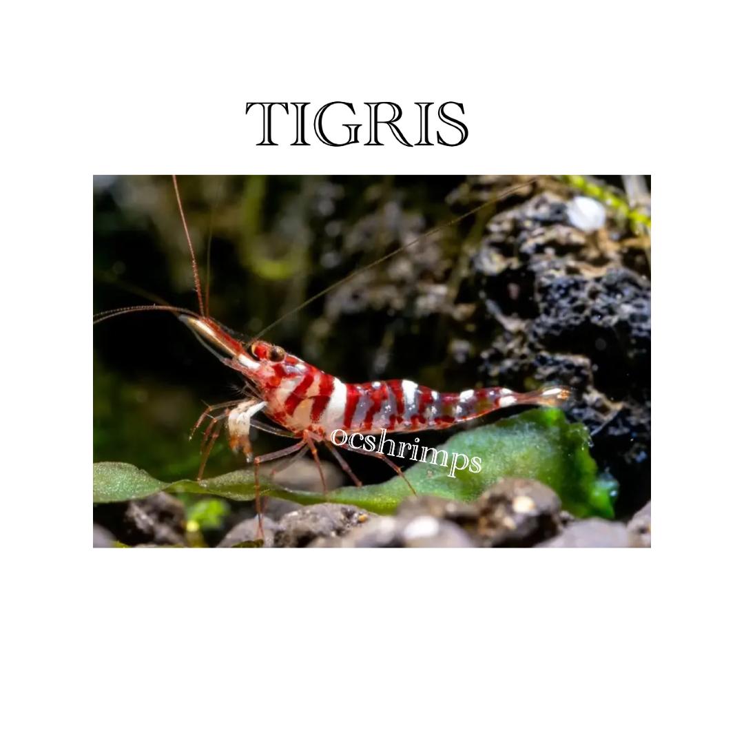 sulawesi-tigris-shrimp