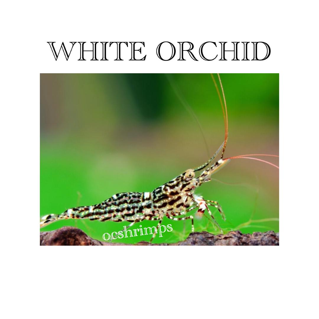 sulawesi-white-orchid-shrimp