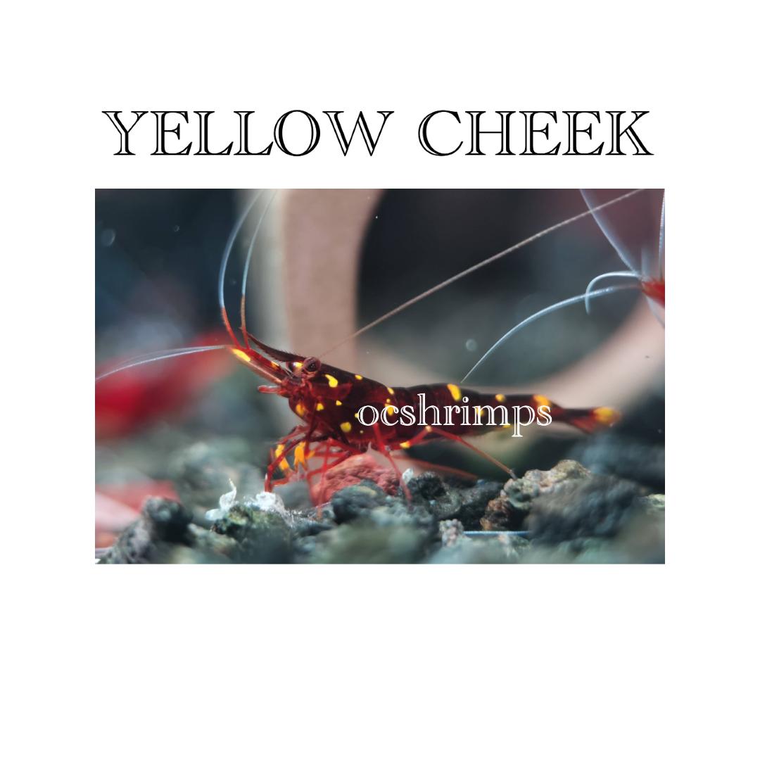 sulawesi-yellow-cheek-shrimp