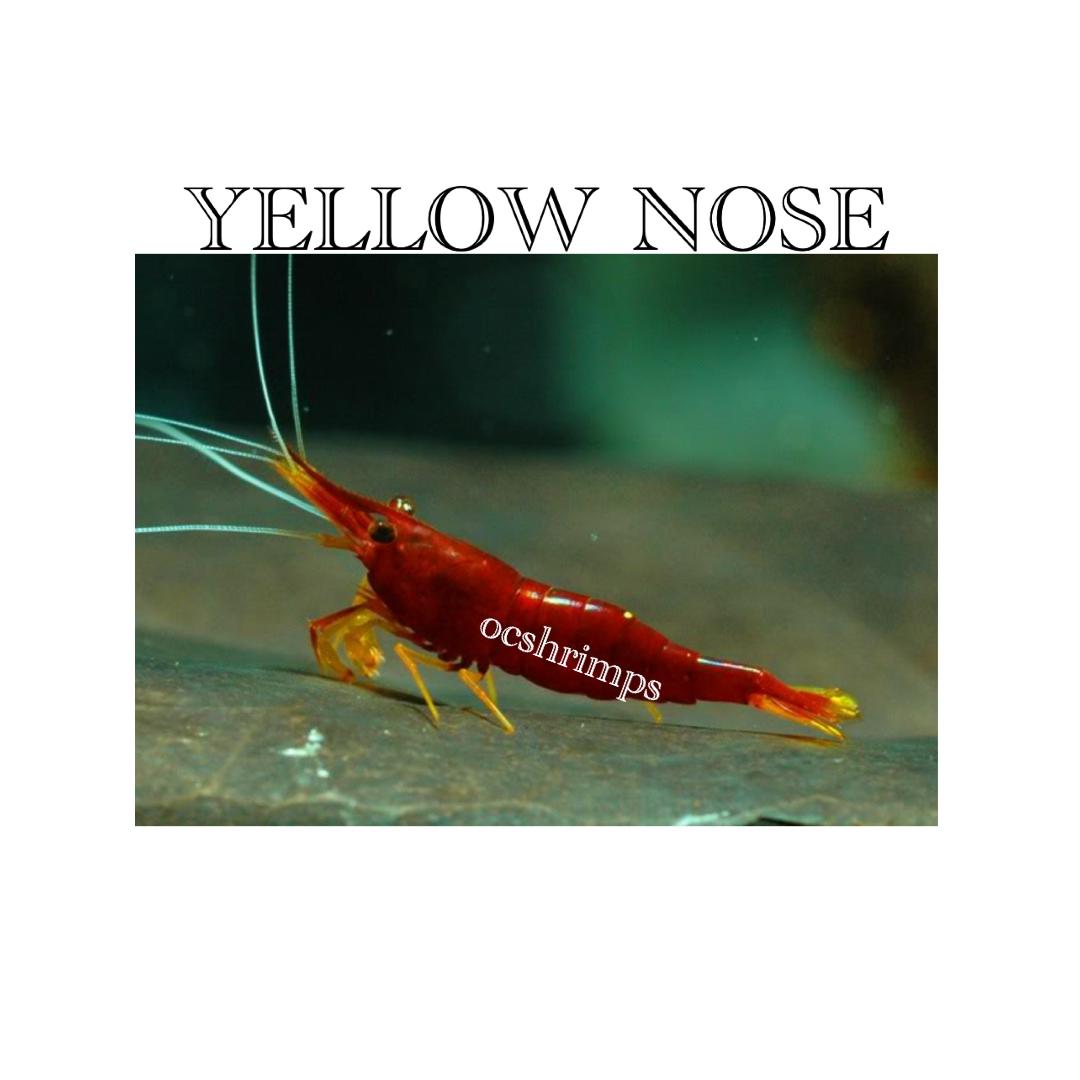 sulawesi-yellow-nose-shrimp