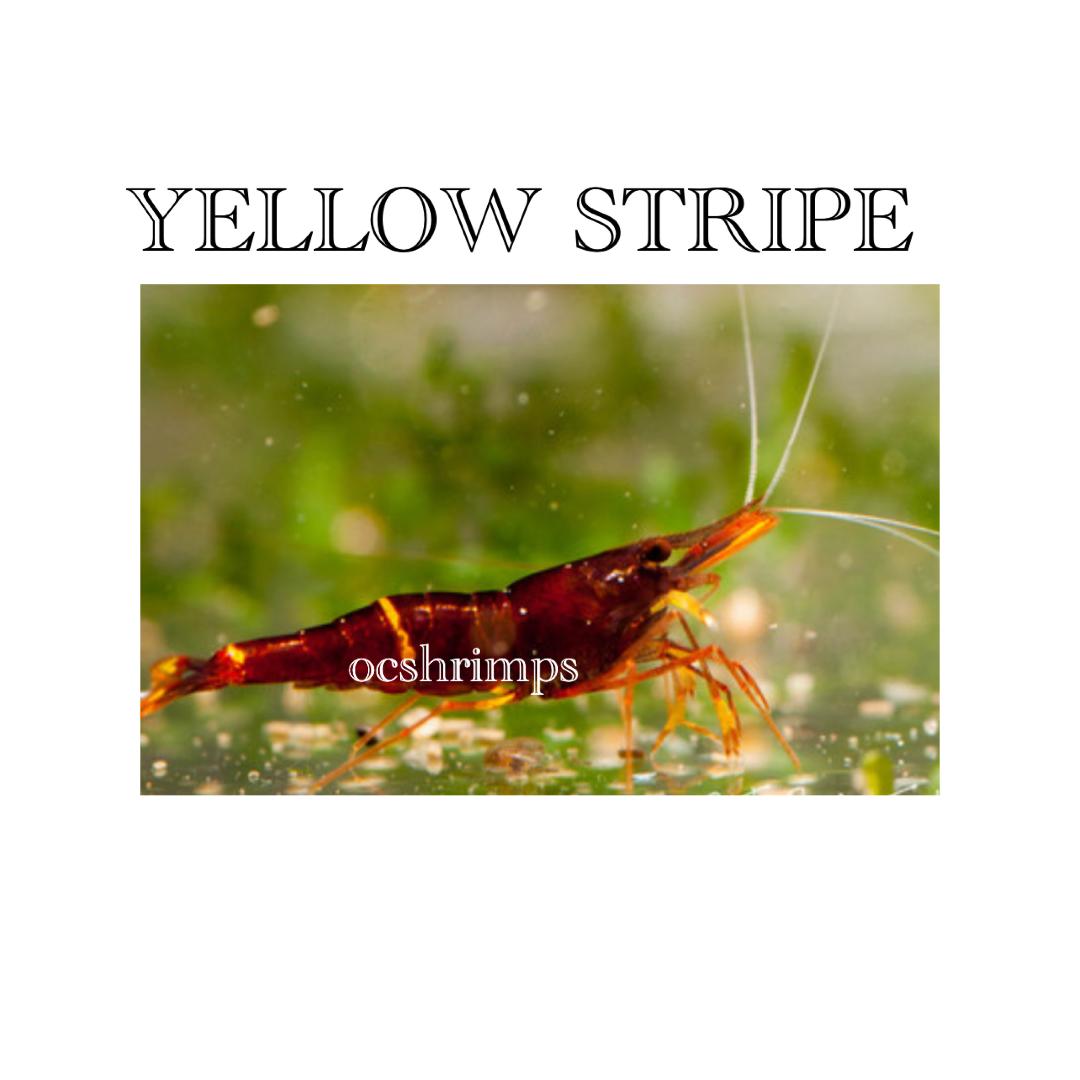 sulawesi-yellow-strip-shrimp