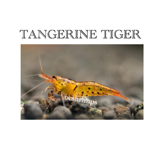 tangerine-tiger-shrimp