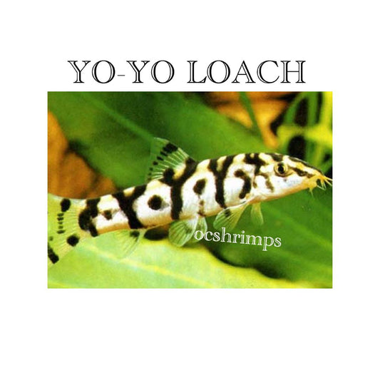 yo-yo-loach