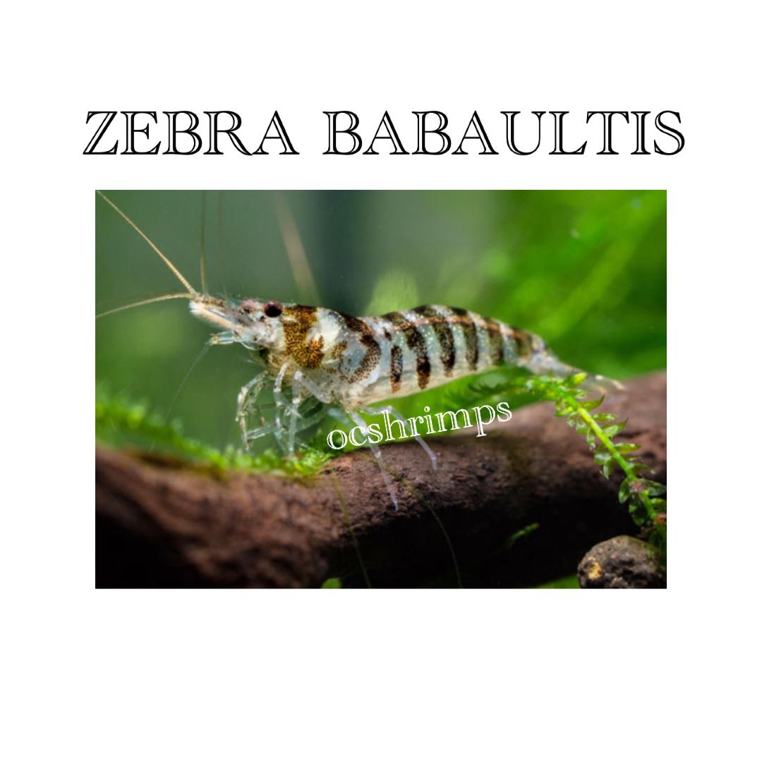 zebra-babautis-shrimp